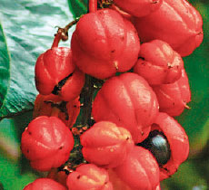 guarana